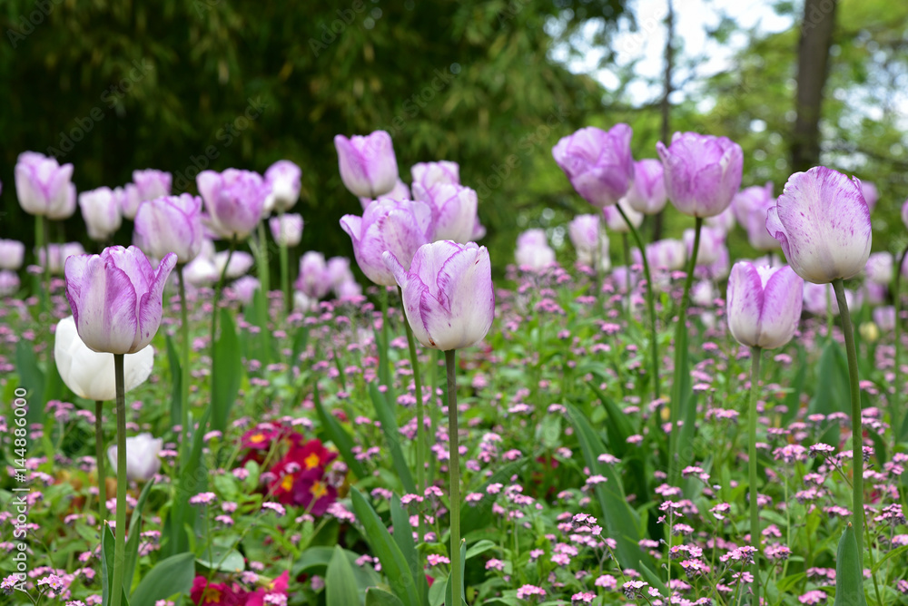 Tulipes violet et blanc au jardin au printemps