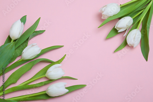 white tulips on a pink background