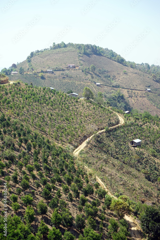 Track along tea plantations