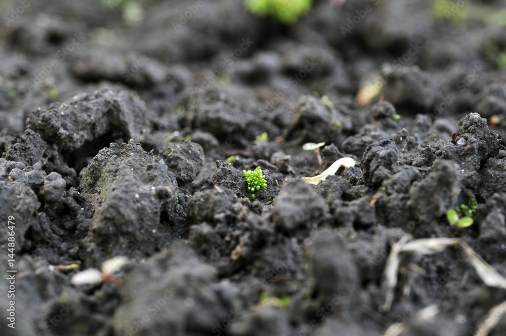 Soil in the spring in the garden Soil in the spring in the garden