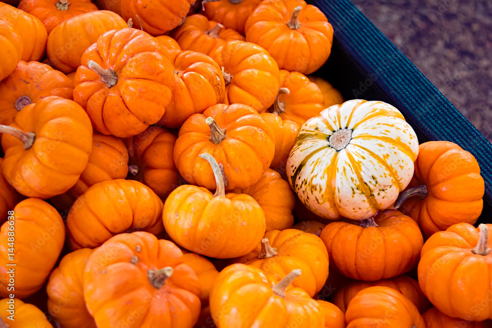Mini Pumpkins in a Crate Mini Pumpkins in a Crate