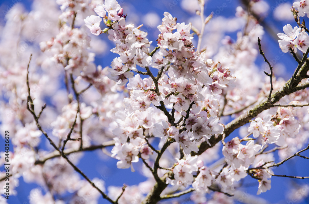 Cherry Trees in Full Bloom in Sprintime Cherry Trees in Full Bloom in Sprintime