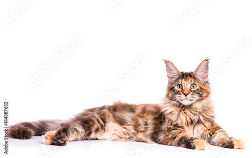 Fototapeta Naklejka Na Ścianę i Meble -  Portrait of domestic tortoiseshell Maine Coon kitten. Fluffy kitty isolated on white background. Adorable curious young cat lying down and looking away.