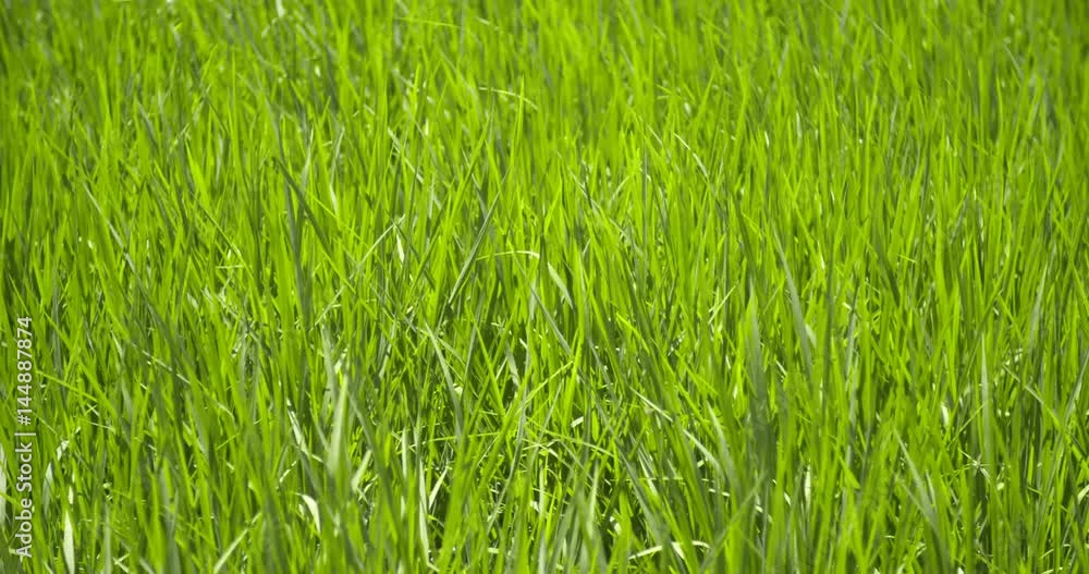 Paddy field in South America, Peru. filmed in Tarapoto (Amazon destrict) Paddy field in South America, Peru. filmed in Tarapoto (Amazon destrict)