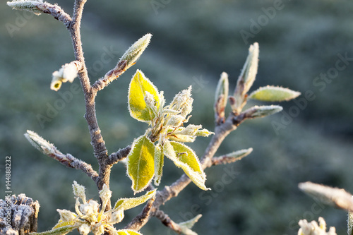 Bloom pear frost