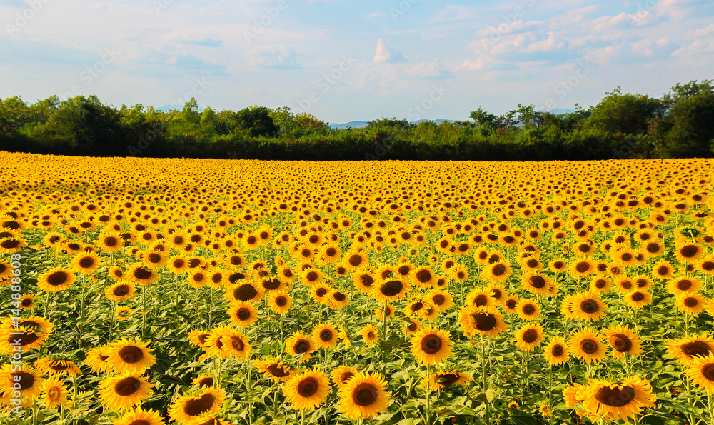 Naklejka premium Sunflower
