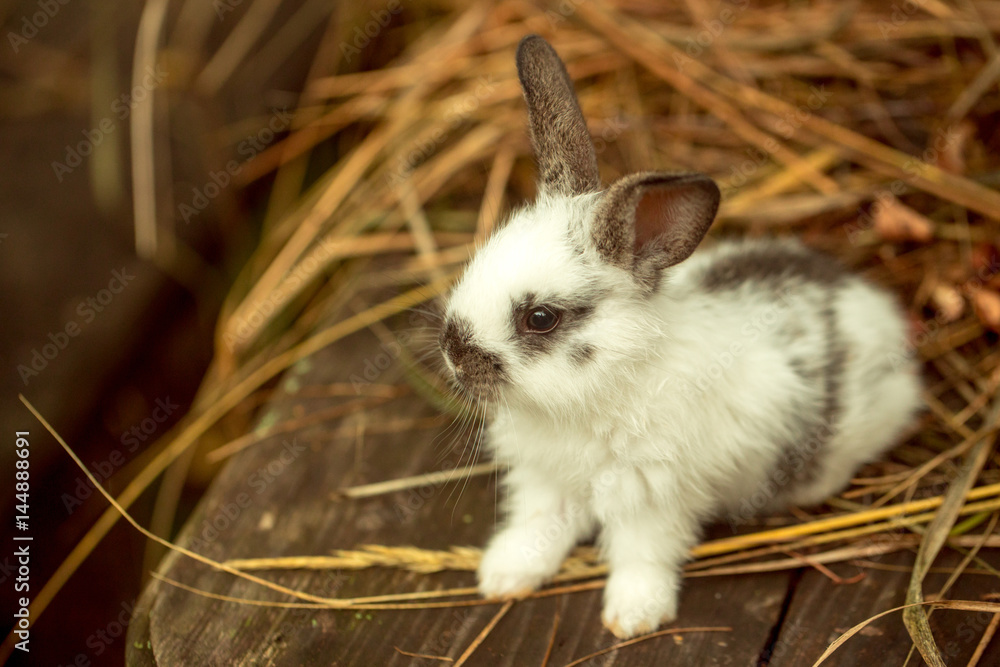 Obraz premium Cute rabbit sitting in hay