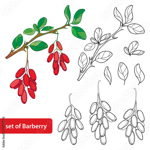 Vector set with outline Barberry or Berberis vulgaris, bunch with ripe berry and leaves isolated on white. Floral elements with barberry in contour style for summer design and coloring book. photo