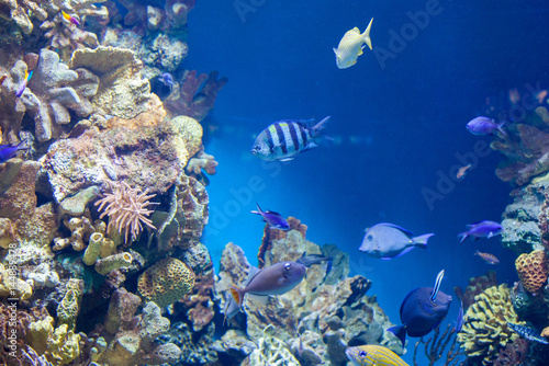 Fototapeta Naklejka Na Ścianę i Meble -  many Fish on the coral reef