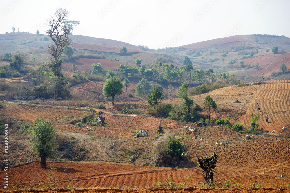 Fototapeta premium Fields and hills