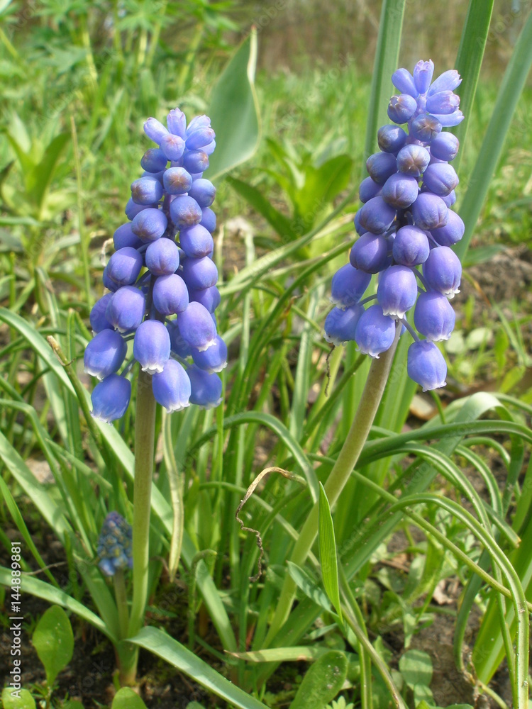 Muscari flowers in the grass in the garden Muscari flowers in the grass in the garden