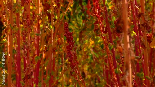 HD video clip of a Quinoa field with red plants on a sunny day. 