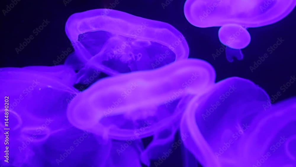 Jellyfish in purple backlight Jellyfish in purple backlight
