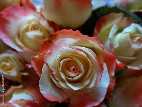 Beautiful rose flower.