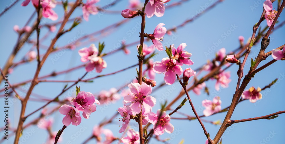 Pink flowers blooming fruit tree on blue sky background Pink flowers blooming fruit tree on blue sky background