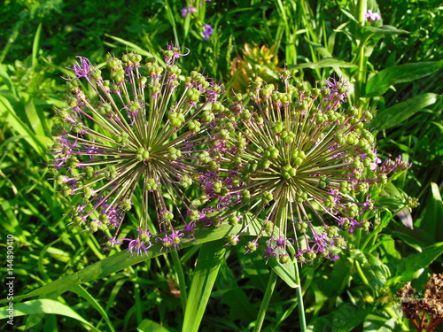 Onion flower.