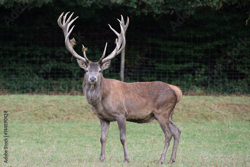 kapitaler Hirsch im Herbst © Luise