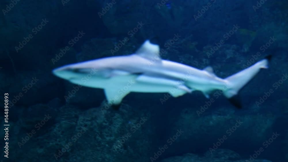 Reef shark and fish in the aquarium Reef shark and fish in the aquarium