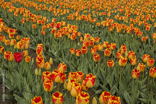 Rows of Vibrant Banja Luka Yellow and Ruby Red Colored Tulips Green Stems Leaves  No Sky  No People  Daytime - Wooden Shoe Tulip Farm  Oregon  HDR Image 