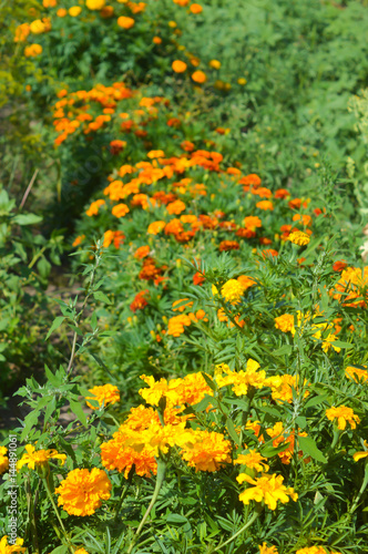 Field of blooming marigolds