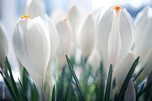 snowdrops first white crocus wild flowers spring snow