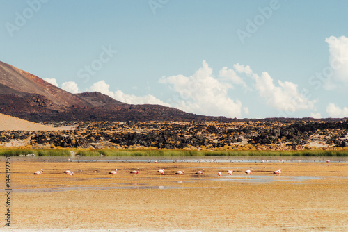 Flamingos in a lagoon between hills and volcanoes in Catamarca, Argentina