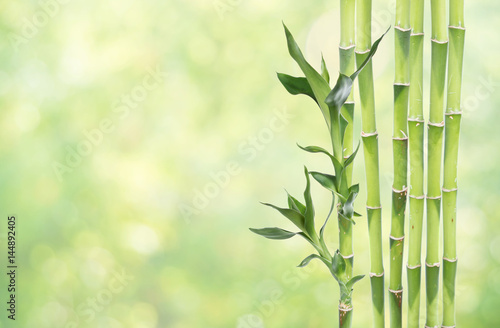 Fototapeta Naklejka Na Ścianę i Meble -  Lucky Bamboo on natural background