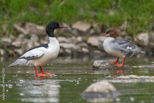 Pair of goosanders (Mergus merganser) on river. Sawbill ducks in the family Anatidae, with crests and serated bills, on the River Taff, Cardiff, UK