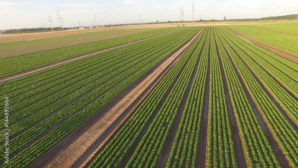 Aerial Lettuce field with salad-plants in Germany Aerial Lettuce field with salad-plants in Germany