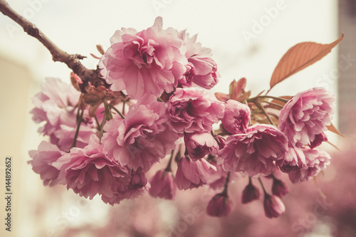 Spring blossom in full glory on the tree.
Picture is close up bunch of flowers.
Hue is old rose for a romantic effect.