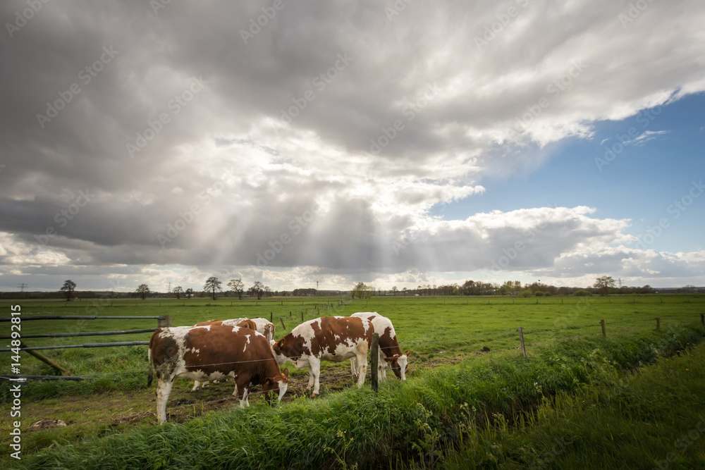 Dutch landscape panorama with cows in the countryside.
Beautiful blue sky and clouds.