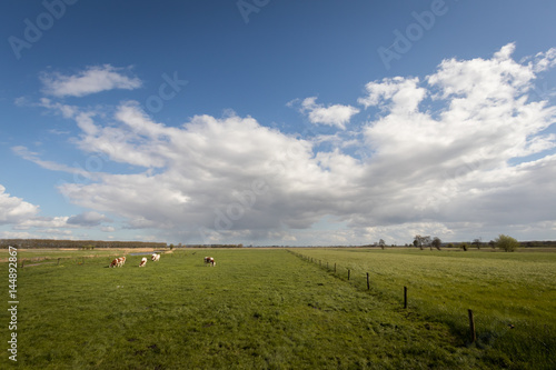 Dutch landscape panorama with cows in the countryside.  Beautiful blue sky and clouds.
