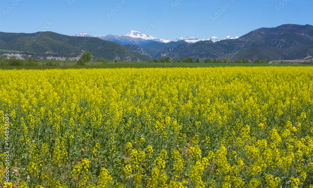 Yellow flowers in the field of a farm, Huesca, Spain