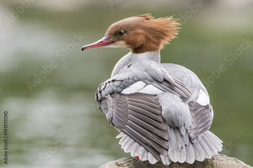 Photography Goosander (Mergus merganser) female showing crest
