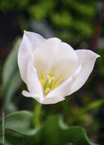 White Tulip isolated, blooming in a morning Sun with dense leaves and light shadows in soft focus at the background.