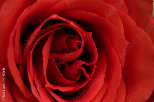 Wallpaper Mural Red Rose Torontodigital.ca