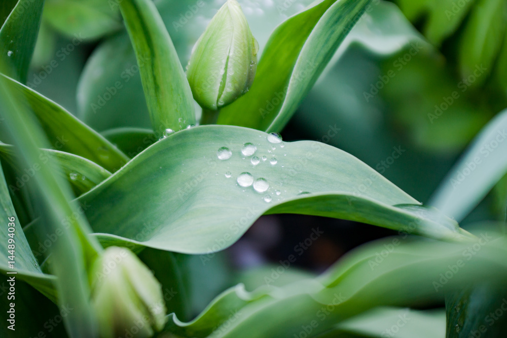 Obraz premium leaves with beautiful drops