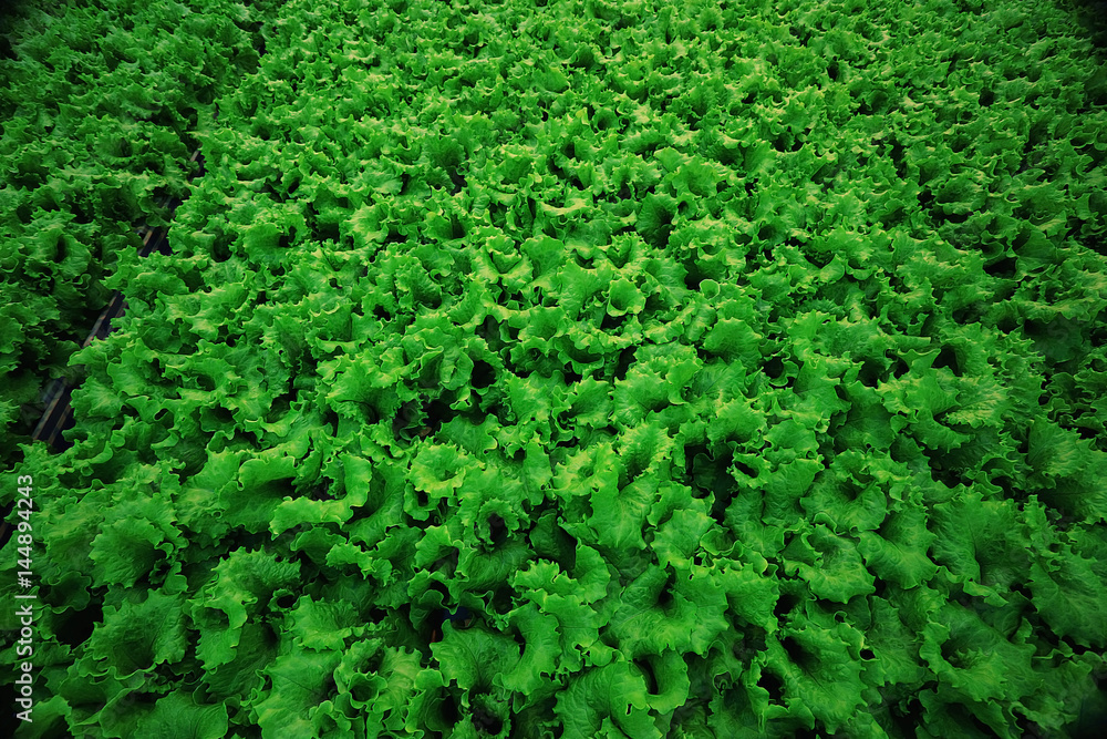 texture of green leaf lettuce agribusiness texture of green leaf lettuce agribusiness
