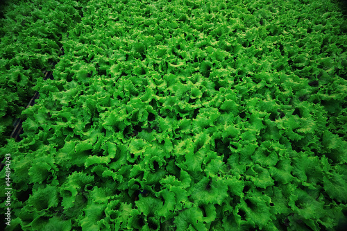 texture of green leaf lettuce agribusiness