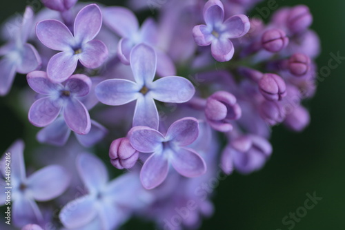 shoot of lilac flowers background © tatjanaromanova