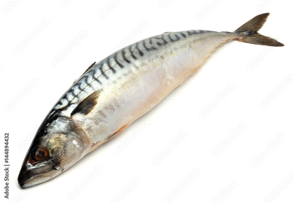 atlantic mackerel fish isolated on white background