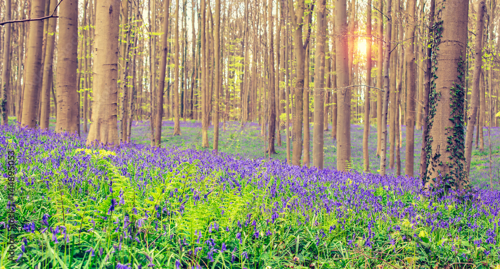 Obraz premium Wonderful and breathtaking blue carpet with wild bluebells at the end of april in Hallerbos, Halle, Belgium.