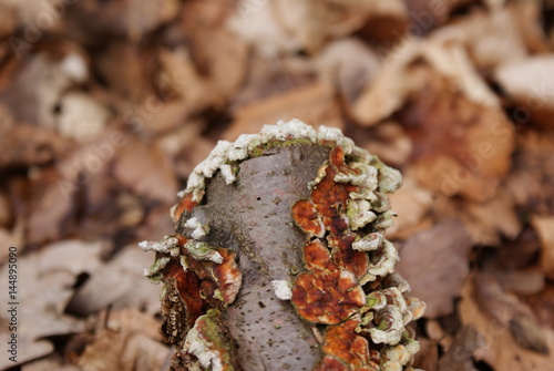 Ast von Pilzen befallen im Wald