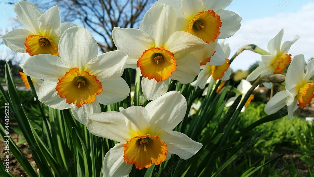 Narzissen zu Ostern