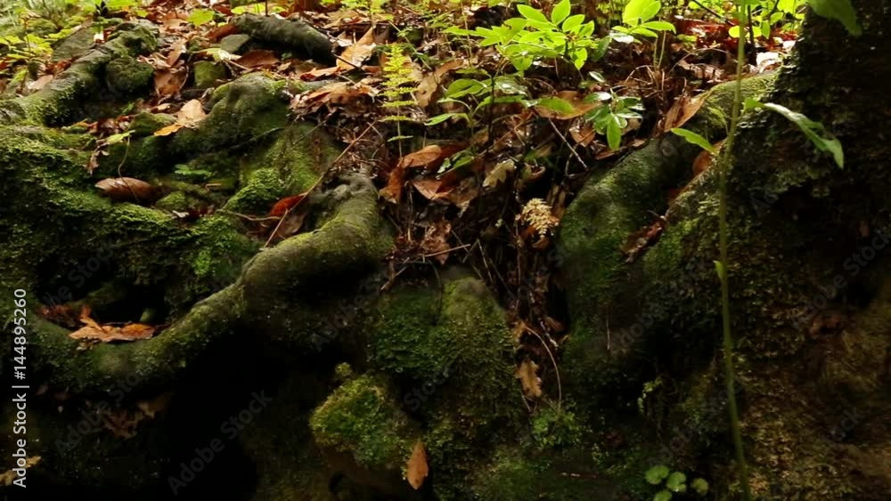 of roots of a tree in the subtropics, Madeira Island, Portugal of roots of a tree in the subtropics, Madeira Island, Portugal