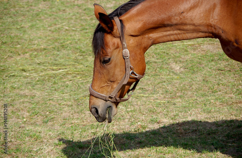 Horse eats grass © ludovikus