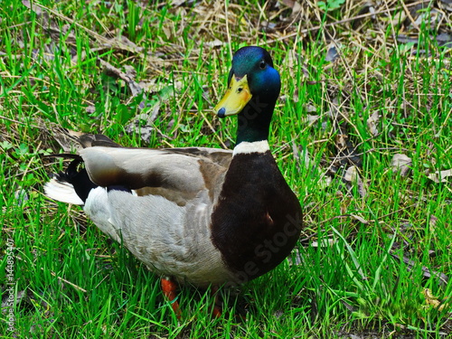Wild duck