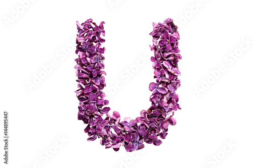 Flower letter lilac or purple color isolated on white background . Letter U