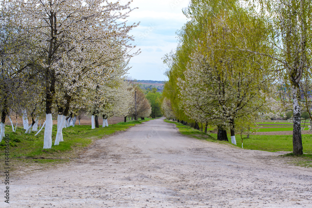 country road with blooming trees