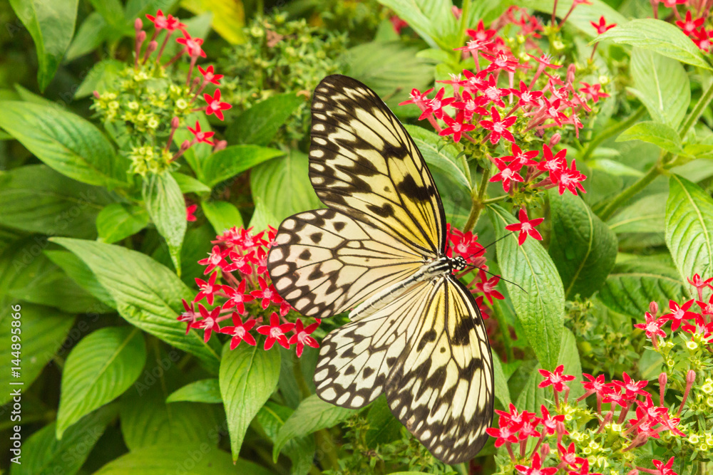 Naklejka premium White tree nymph, rice paper butterfly in Singapore Sentosa park exposition.